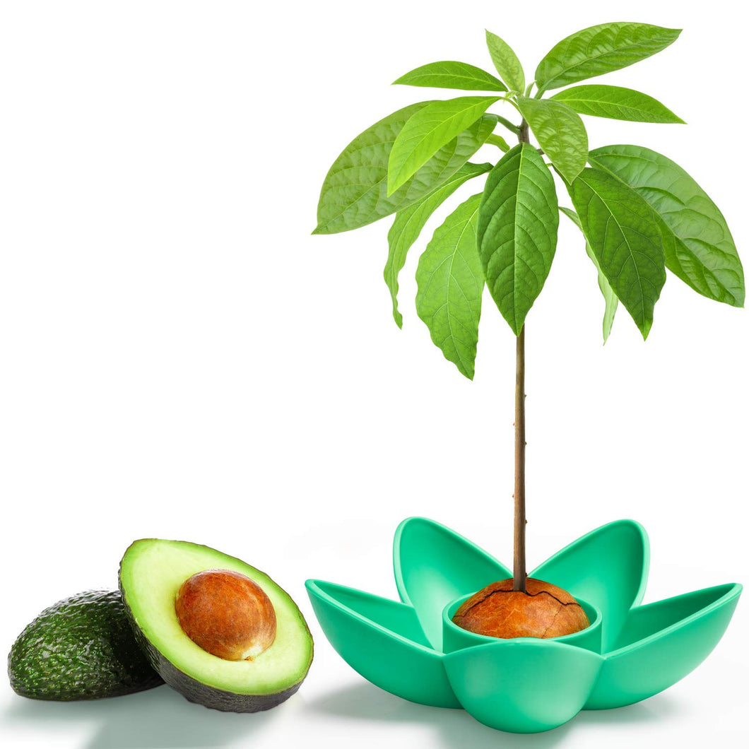 MOSRACY Kit di Piantagione Avocado: coltiva i Tuoi Avocado, Regali da...