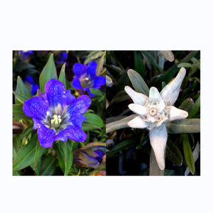 Stella alpina & genziana - Set regalo di semi con due famosi fiori alpini