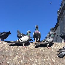 Carica l&#39;immagine nel visualizzatore di Gallery, ISOTRONIC dispositivi di allontanamento uccelli a batteria a ultrasuoni...