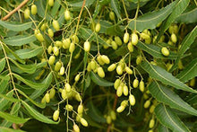 Carica l&#39;immagine nel visualizzatore di Gallery, bio A.L.T Olio di neem 250 ml insetticida,Repellente,disinfettante bio orto Giardino, Basta zanzare e Insetti fastidiosi 100% Naturale Uso Professionale Protezione Totale