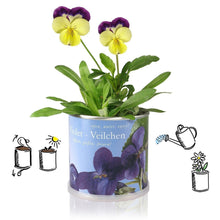 Carica l&#39;immagine nel visualizzatore di Gallery, Extragifts Fiori in lattina - Viola viola - Ilgrandebazar