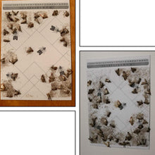 Carica l&#39;immagine nel visualizzatore di Gallery, PIC Trappola Anti Tarme del Cibo - Confezione da 3 buste con due trappole =... - Ilgrandebazar