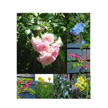 Carica l&#39;immagine nel visualizzatore di Gallery, Buon San Valentino - Set regalo di semi con 4 fiori romantici: Simbolo... - Ilgrandebazar