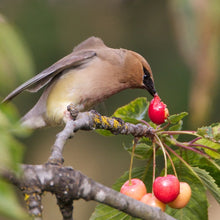 Carica l&#39;immagine nel visualizzatore di Gallery, ISOTRONIC dispositivi di allontanamento uccelli a batteria a ultrasuoni...