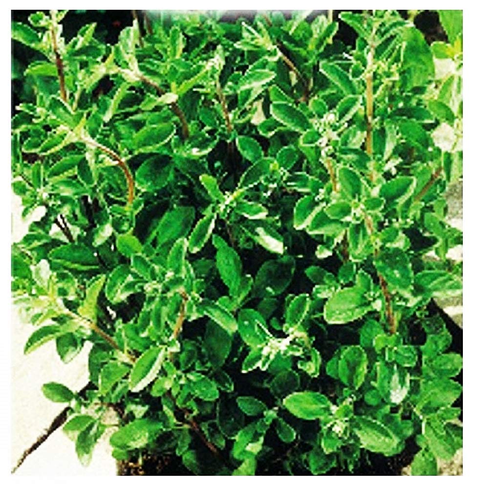 Semi Origano - Origanum Vulgare - agricoli - Origani - 150 Sementi Circa - Ilgrandebazar