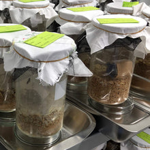 Carica l'immagine nel visualizzatore di Gallery, PIC Trappola Anti Tarme del Cibo - Confezione da 3 buste con due trappole = 6 pezzi – Trappola di colla per farfalline del cibo, trappole ai feromoni acchiappa tarme alimentari