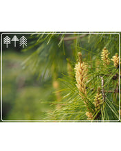Carica l&#39;immagine nel visualizzatore di Gallery, PINE POLLEN (Polline di pino) - Raccolta naturale selvaggia | Qualità...