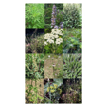 Carica l&#39;immagine nel visualizzatore di Gallery, Importanti piante medicinali per la ginecologia - Set regalo di semi con 6... - Ilgrandebazar