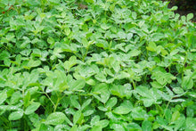 Carica l&#39;immagine nel visualizzatore di Gallery, Semi di arachidi -Red Peanut Plant Organic Non-OGM semi ortaggi per... - Ilgrandebazar