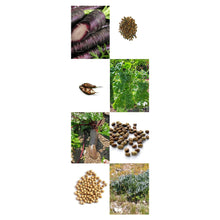 Carica l&#39;immagine nel visualizzatore di Gallery, Magic Garden Seeds Vecchie Verdure storiche - Set Regalo di Semi con 8... - Ilgrandebazar