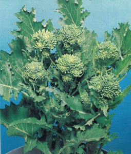 BROCCOLETTO O CIMA DI RAPA FRIARIELLI GR.20 - Ilgrandebazar