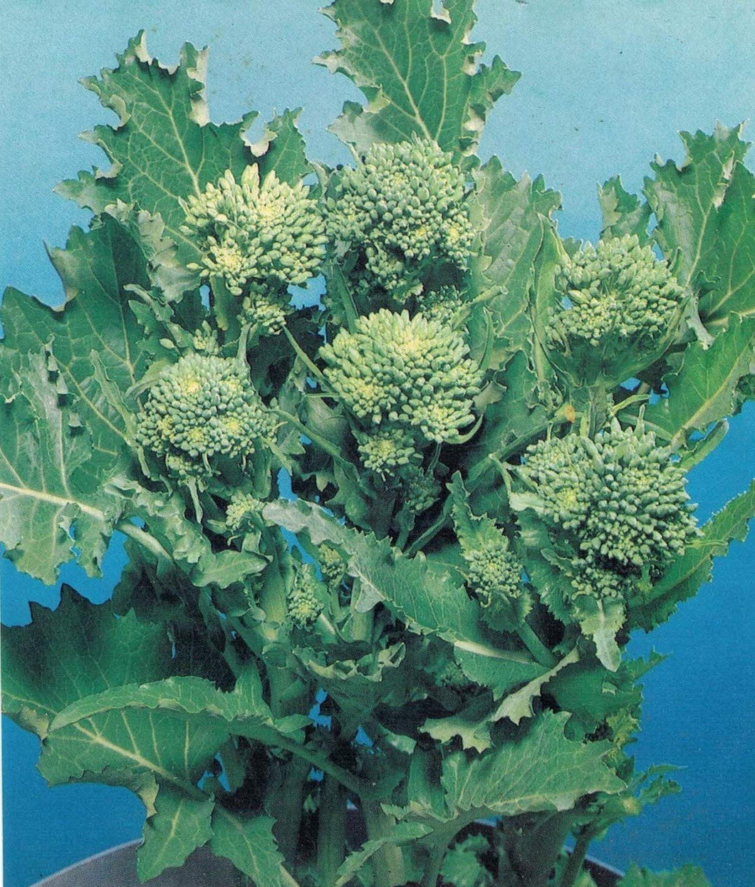 BROCCOLETTO O CIMA DI RAPA FRIARIELLI GR.20 - Ilgrandebazar