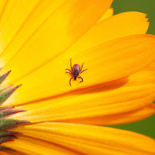 Carica l&#39;immagine nel visualizzatore di Gallery, 3