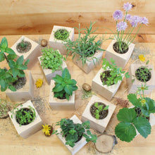 Carica l&#39;immagine nel visualizzatore di Gallery, Feel Green Ecocube Set di Erbe con 5 varietà - 25% Risparmio nel Pacchetto,... - Ilgrandebazar