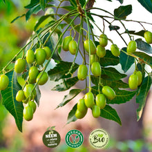 Carica l&#39;immagine nel visualizzatore di Gallery, I Consigli Dell&#39;Esperto Spray Olio di Neem Pronto all&#39;Uso