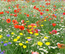 Carica l&#39;immagine nel visualizzatore di Gallery, Twin Pack di Britten and James Wildflower per api e farfalle della RHS... - Ilgrandebazar