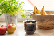 Carica l&#39;immagine nel visualizzatore di Gallery, GROW2GO Bonsai Kit incl. eBook GRATUITO - Starter Set con mini Wisteria - Ilgrandebazar