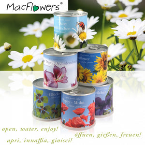 Extragifts Fiori in lattina Set - 3 piante da cucina italiana multicolore - Ilgrandebazar