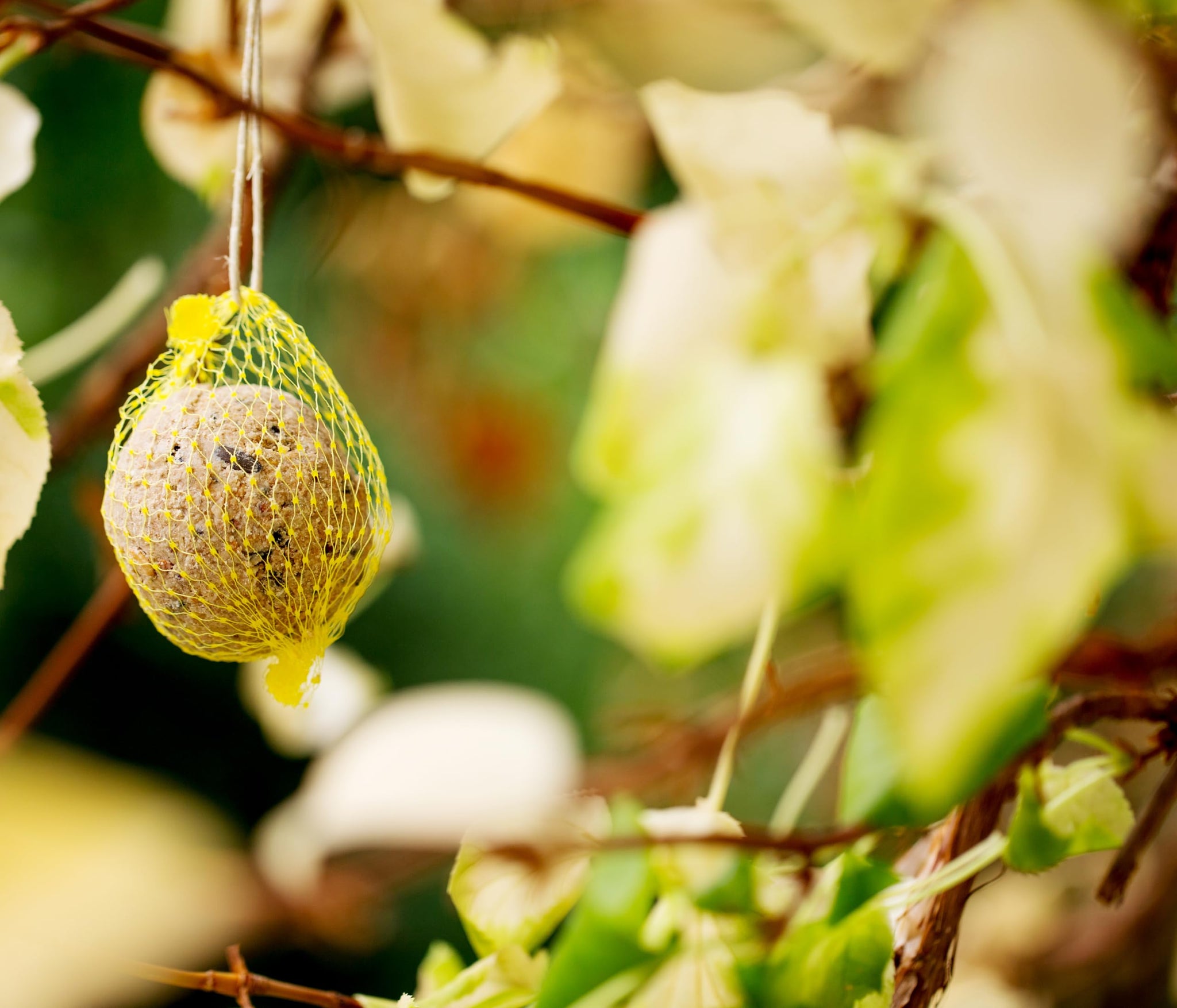 100 Palline Di Grasso Per Uccelli Selvatici - Gnocchi Gourmet Senza Rete, 80g L'una, Miscela Semi E Arachidi - Foto 8