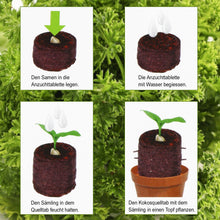 Carica l&#39;immagine nel visualizzatore di Gallery, COM-FOUR® 40x compresse per gonfiore al cocco, 040 pezzi - - Ilgrandebazar