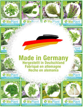 Carica l&#39;immagine nel visualizzatore di Gallery, BIO Santoreggia annua &amp; Coriandolo - Set di + - Ilgrandebazar