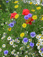 Carica l&#39;immagine nel visualizzatore di Gallery, Twin Pack di Britten and James Wildflower per api e farfalle della RHS... - Ilgrandebazar