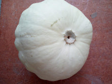 Carica l&#39;immagine nel visualizzatore di Gallery, SEMI ZUCCA PATTY PAN (PATISSON) - Ilgrandebazar