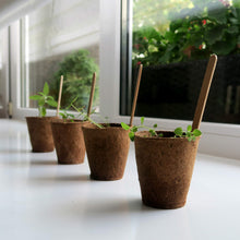 Carica l&#39;immagine nel visualizzatore di Gallery, Kit Semi Peperoncino Peperoni Piccante Set Di Coltivare Peperoncini... - Ilgrandebazar