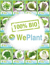 Carica l&#39;immagine nel visualizzatore di Gallery, BIO Santoreggia annua &amp; Coriandolo - Set di + - Ilgrandebazar