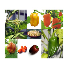 Carica l&#39;immagine nel visualizzatore di Gallery, Varietà di peperoncino Habanero - set regalo semi con 5 entusiasmanti... - Ilgrandebazar