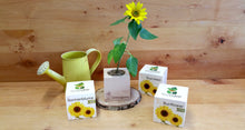 Carica l&#39;immagine nel visualizzatore di Gallery, Feel Green Ecocube Girasole, Certificato Biologico, Idea Regalo sostenibile... - Ilgrandebazar