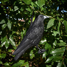 Carica l&#39;immagine nel visualizzatore di Gallery, Blossom Design Corvo Scacciapiccioni 2a Generazione Spaventapasseri Big, nero - Ilgrandebazar
