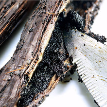 Carica l'immagine nel visualizzatore di Gallery, Vanillia ? 15 Gousses Délicieuses de Vanille "BOURBON BLACK GOURMET" de Madagascar ? Le meilleur de la Récolte ? Tube en Verre + Tube en carton de protection ? Idée Cadeau Originale