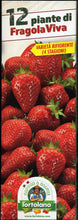 Carica l&#39;immagine nel visualizzatore di Gallery, PIANTINE DI FRAGOLA RIFIORENTE 4 STAGIONI CONFEZIONE DA 12 PIANTE - Ilgrandebazar