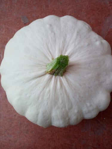 SEMI ZUCCA PATTY PAN (PATISSON) - Ilgrandebazar