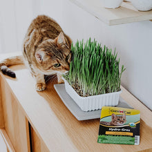 Carica l'immagine nel visualizzatore di Gallery, GimCat Hydro-Grass per gatti - Cibo complementare per gatti - Anti-Hairball - 1 x 150g