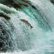 Carica l'immagine nel visualizzatore di Gallery, Olio di Salmone Premium di qualità Alimentare per Animali - flacone Pompa da 500 ml - per Cani, Gatti e Cavalli - con acidi Grassi Omega-3 e 6 – Olio di Pesce spremuto a Freddo