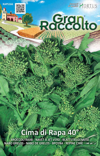 Hortus 45RAP5166 Gran Raccolto Cima di Rapa Quarantina, Testa 13x0.4x20 cm - Ilgrandebazar