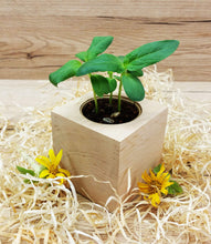 Carica l&#39;immagine nel visualizzatore di Gallery, Feel Green Ecocube Girasole, Certificato Biologico, Idea Regalo sostenibile... - Ilgrandebazar