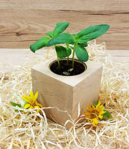 Feel Green Ecocube Girasole, Certificato Biologico, Idea Regalo sostenibile... - Ilgrandebazar