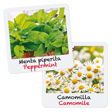 Carica l&#39;immagine nel visualizzatore di Gallery, Quercetti - 0682 Gioca Green Officinali Multicolore - Ilgrandebazar