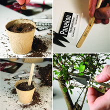 Carica l&#39;immagine nel visualizzatore di Gallery, Panekoo Coltivare il Proprio Kit Bonsai Set Regalo di Giardinaggio - Coltiva... - Ilgrandebazar