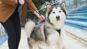 morpilot Guinzaglio Cane, per Cani Resistente e Robusto,...