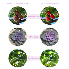 Carica l'immagine nel visualizzatore di Gallery, LED Grow Light USB Phyto Lamp Full Spectrum 4 Head Grow Tent Complete Kit Phytolamp for Plants Seedlings Flowers Indoor Grow Box