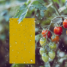 Carica l'immagine nel visualizzatore di Gallery, 30x Fogli per insetti volanti Trappole adesive da appendere vicino alberi frutta