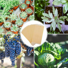Carica l'immagine nel visualizzatore di Gallery, 30x Fogli per insetti volanti Trappole adesive da appendere vicino alberi frutta