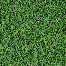 Carica l'immagine nel visualizzatore di Gallery, Miscela Speciale di semi per prato veloce, Rapida crescita, Compo 1 kg rigenera