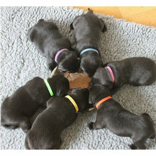 Carica l'immagine nel visualizzatore di Gallery, Kit da 12 Collarini di colori diversi per Identificazione cucciolo, Bande