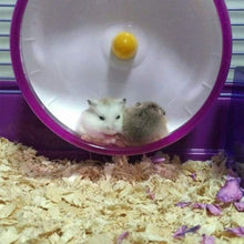 Carica l&#39;immagine nel visualizzatore di Gallery, Ruota Silenziosa del Criceto, per Criceti in Plastica, Rosa