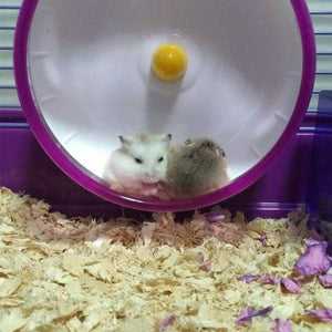 Ruota Silenziosa del Criceto, per Criceti in Plastica, Rosa